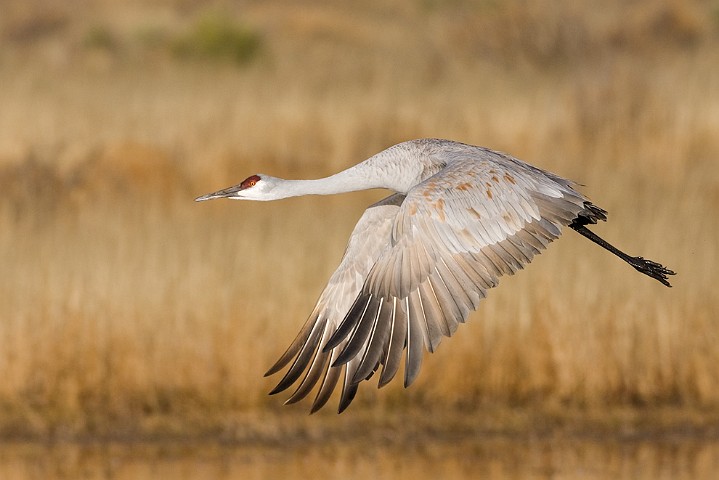 Kanadakranich Grus canadensis Sandhill Crane